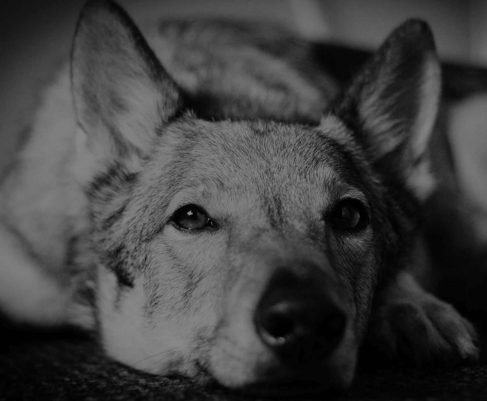 Tschechoslowakischer Wolfhund in weiter Landschaft