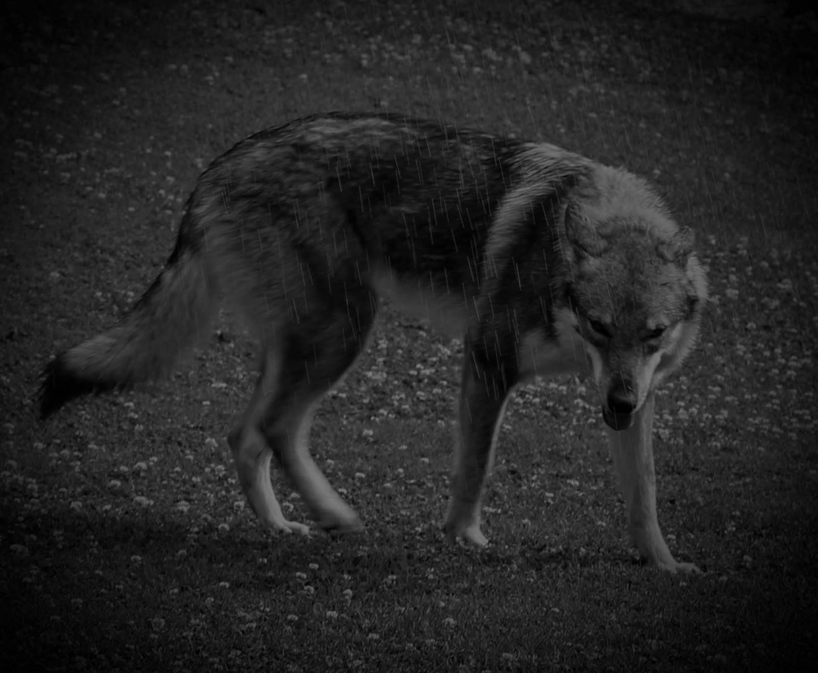Tschechoslowakischer Wolfhund im Profil vor dunklem Hintergrund