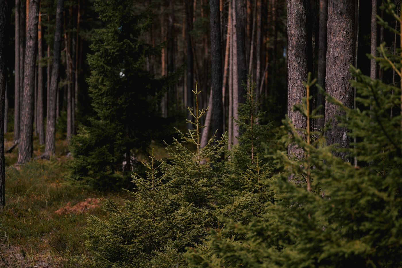 Junge Fichten wachsen im Halbschatten hoher Kiefern