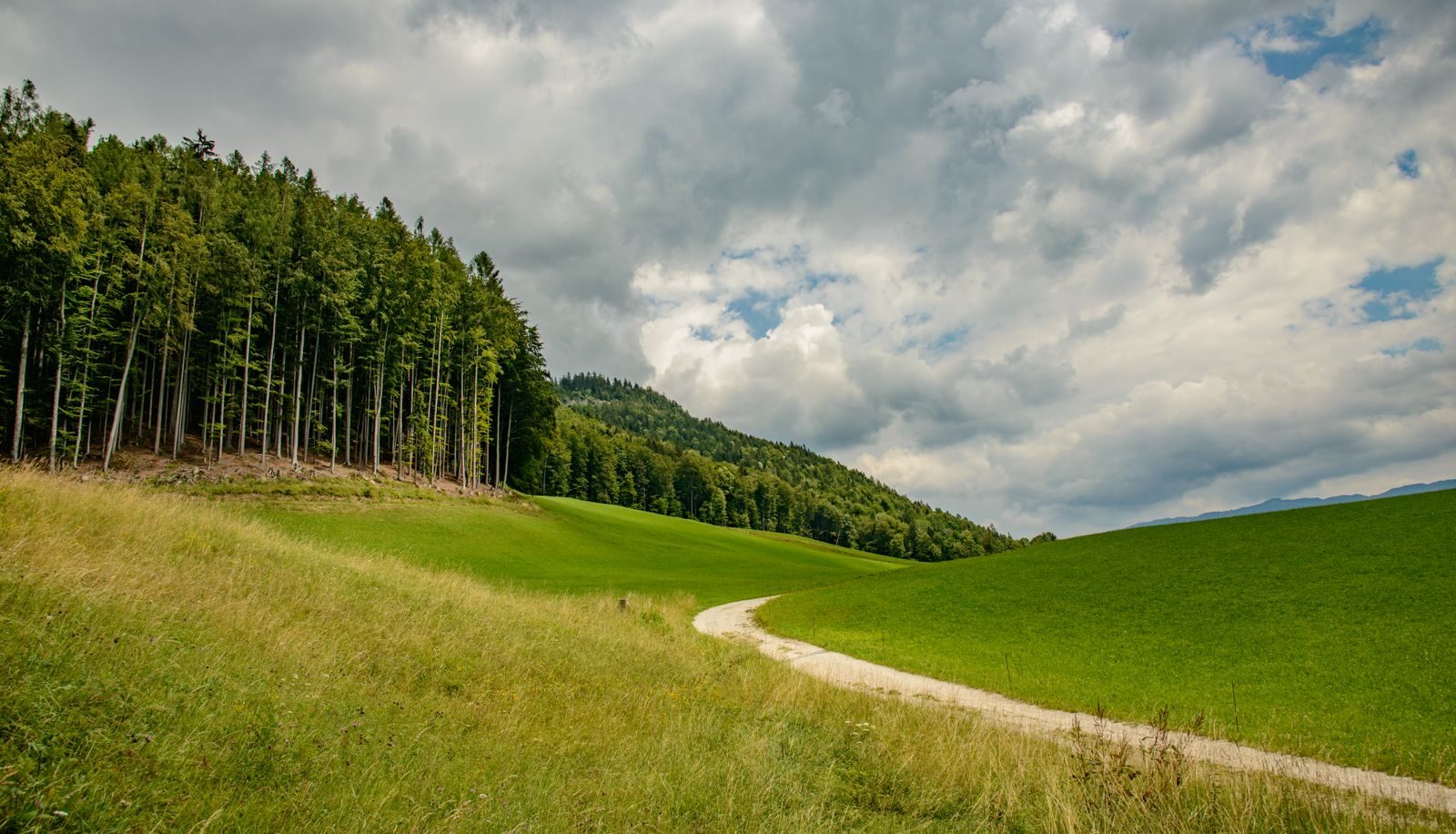 Ein heller Schotterweg führt am Rand eines Fichtenwaldes über eine grüne Wiese